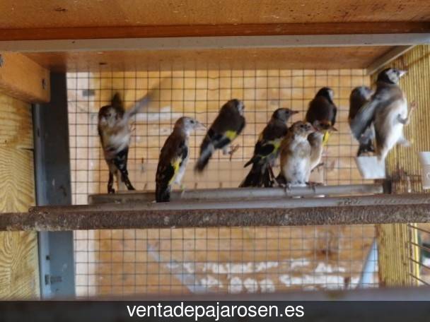 Cria de canarios en casa San Martín del Pimpollar?